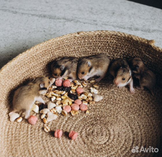 Сирийские хомяки малыши