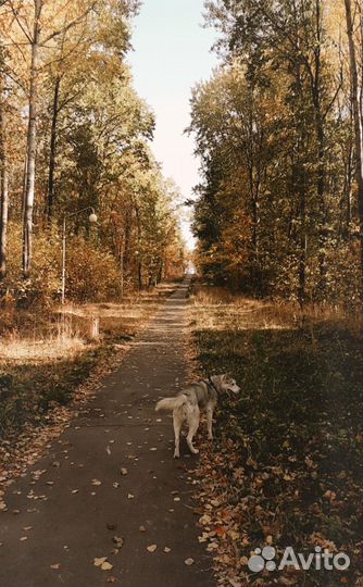 Хаски в добрые руки