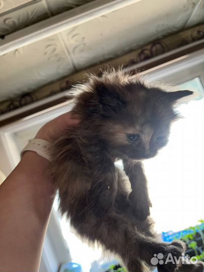 Котята даром