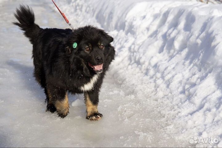 Собака в добрые руки