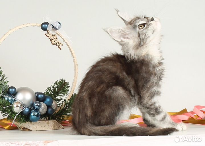 Мейн - кун котята