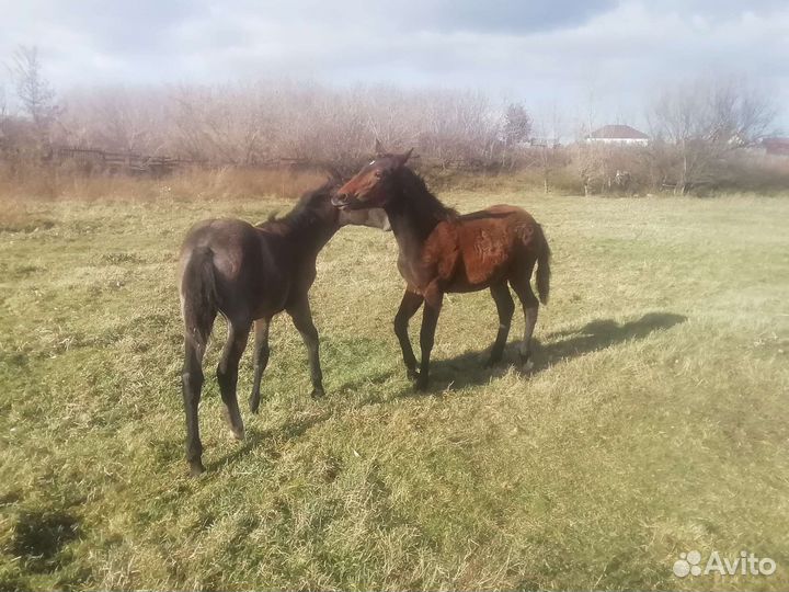 Кобыла Орловской рысистой породы и два жеребенка
