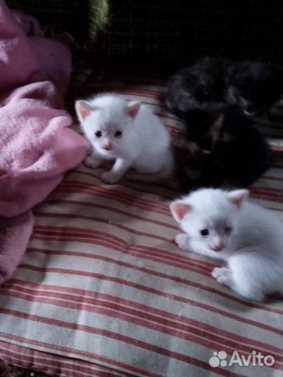 Котятки в добрые руки