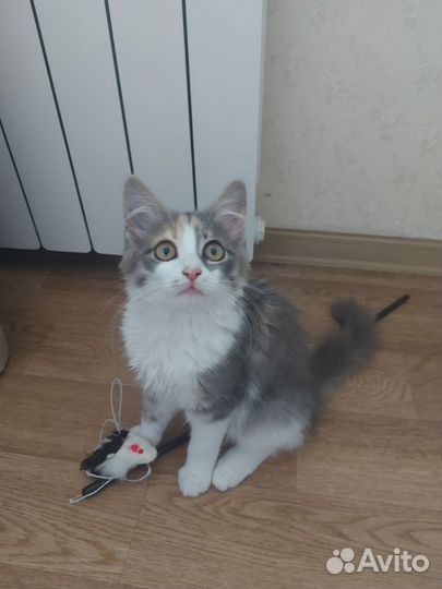 Кошка, трехцветная