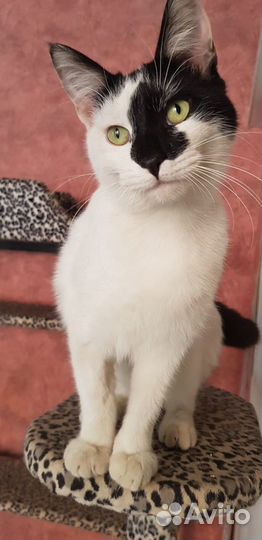 Котики в добрые руки