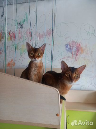 Абиссинские котята