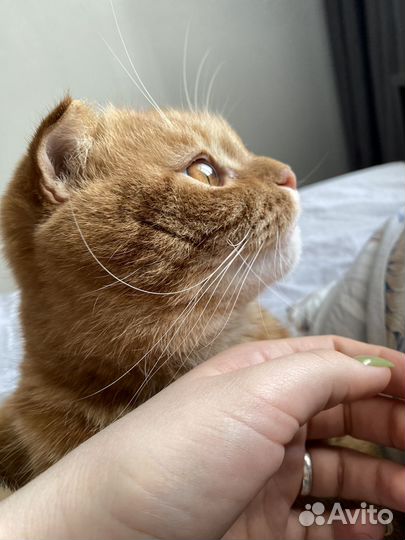Кот