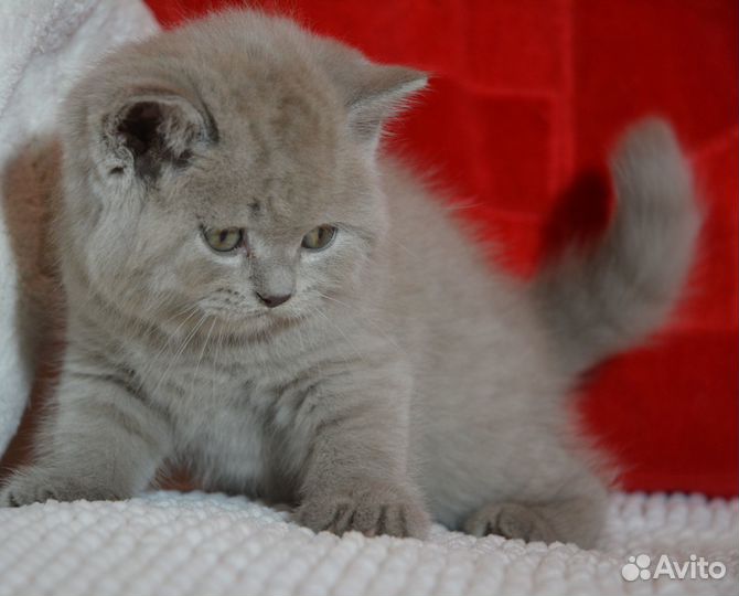 Британская лиловая