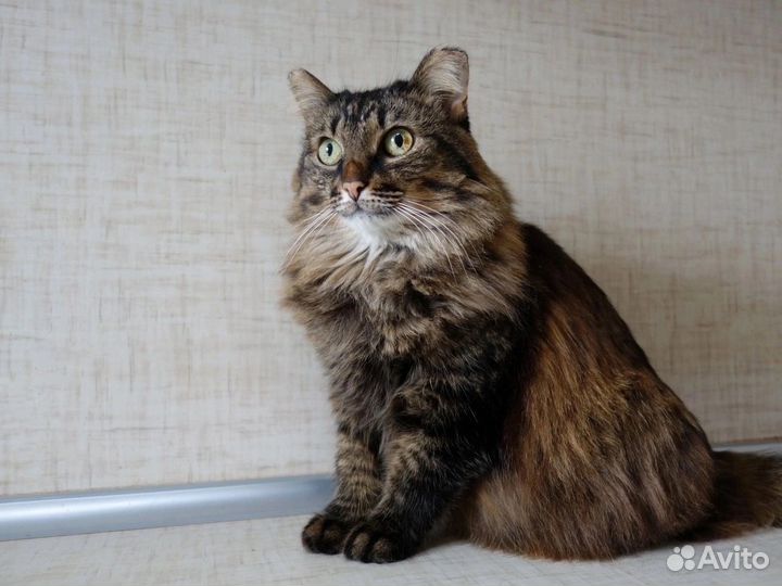 Кошка Виста