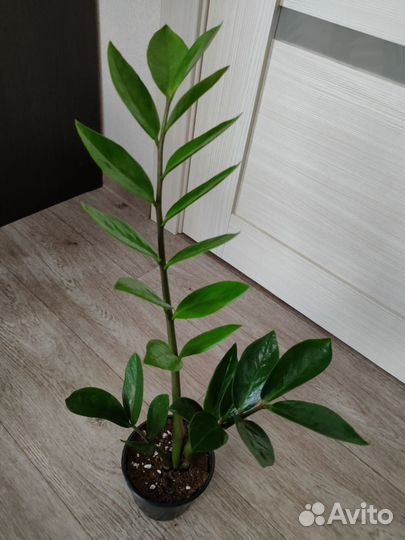 Замиокулькас