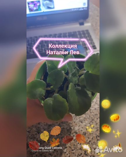 Фиалка детки