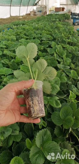 Рассада клубники Азия зкс