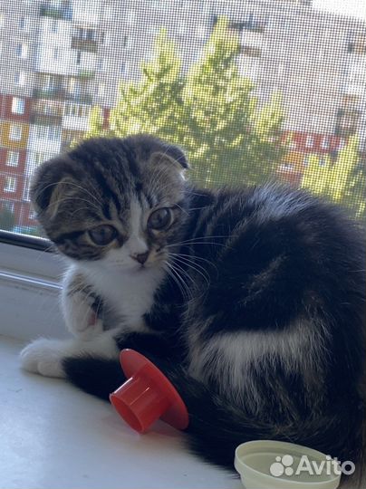 Шотландская вислоухая кошка