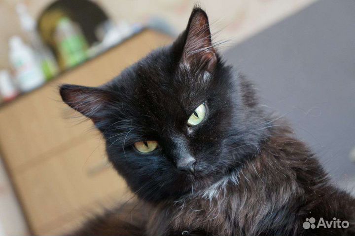 Кот на вязку