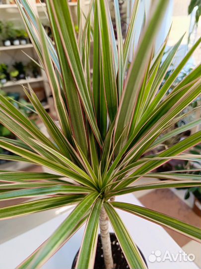 Драцена Биколор