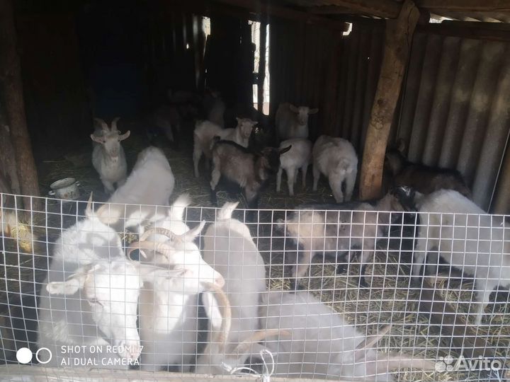 Козы и козлята