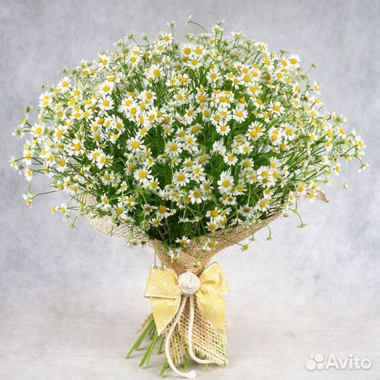 Полевые цветы ромашки