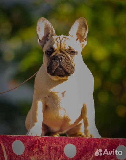 Девочка француженка