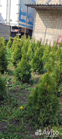 Туя Смарагд