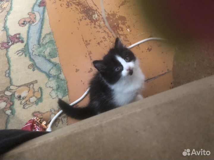 Котята вислоухие в добрые руки