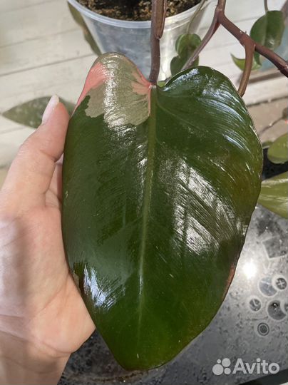 Филодендрон пинк принцесс