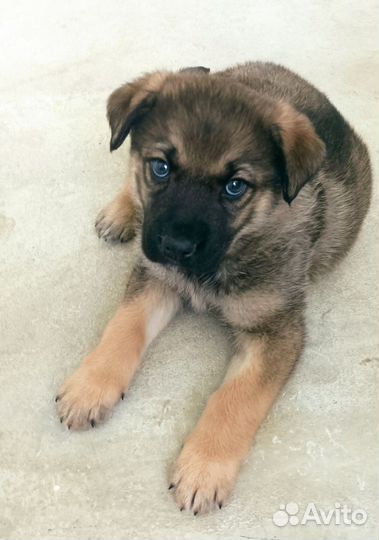 Щенок Амур, 1,5 мес., в дар