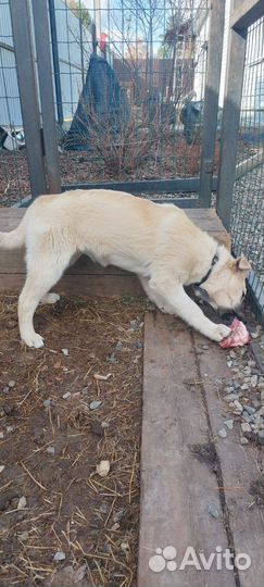 Славная девочка (4,5 мес)