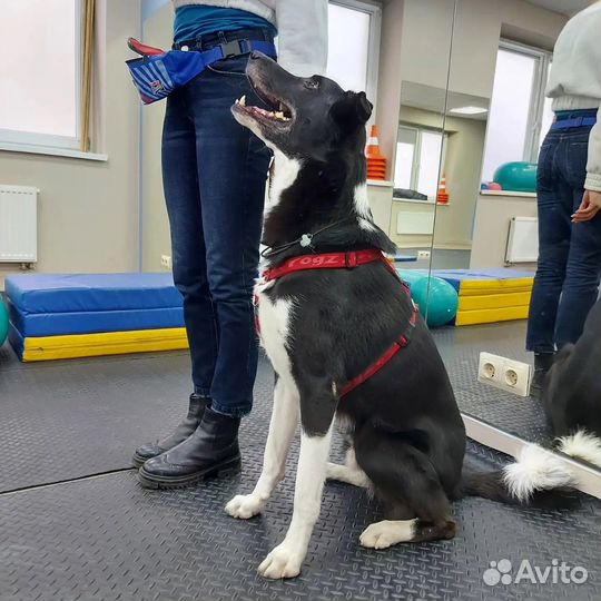 Метис борзой