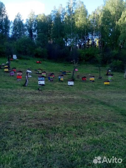 Продается пасека респ Алтай. Доход + Отдых