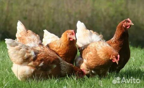 Куры несушки с доставкой