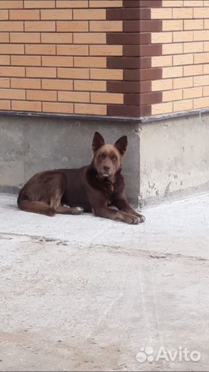 Австралийский келпи