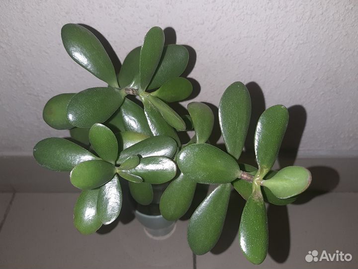 Денежный Цветок,Крассула Большой