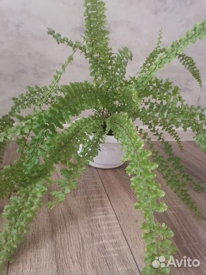 Папоротник