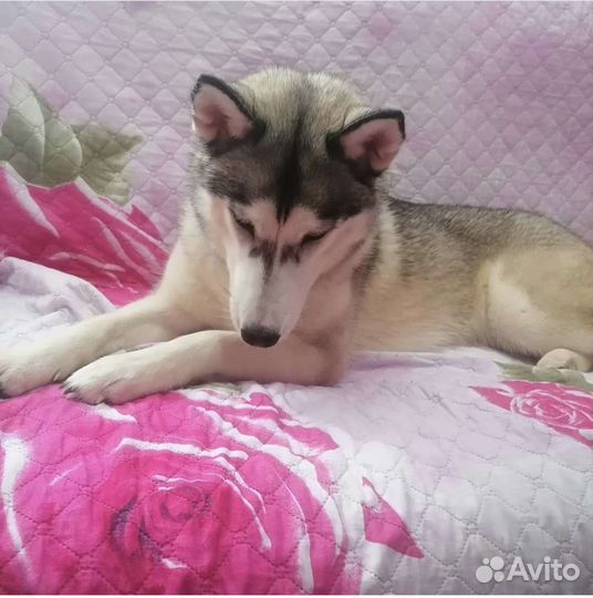 Сибирский хаски