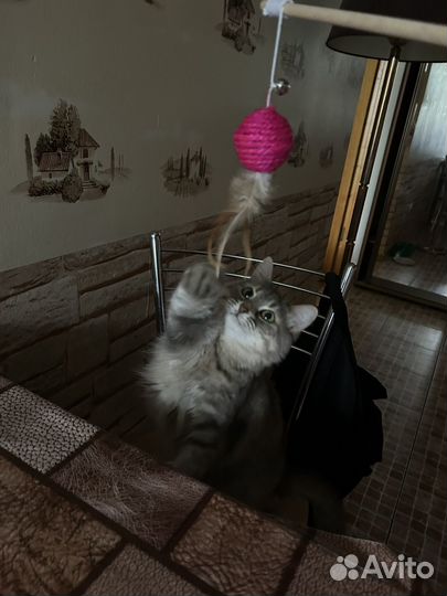 Передержка кошек и собак