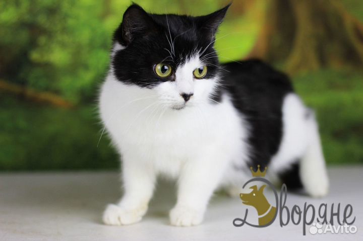 Симка в поисках семьи