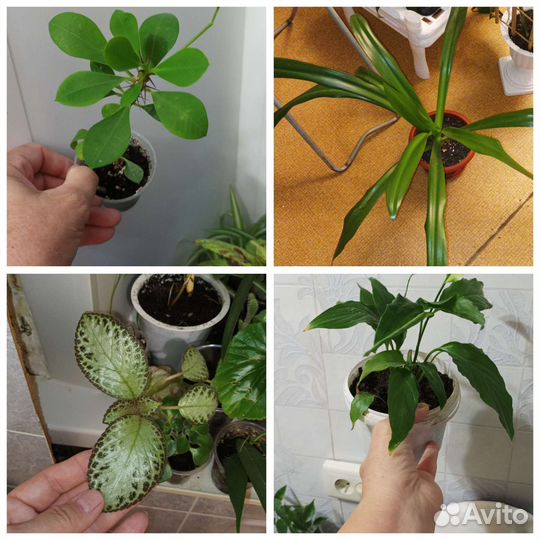Комнатные растения