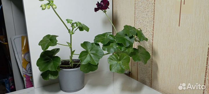 Пеларгония герань