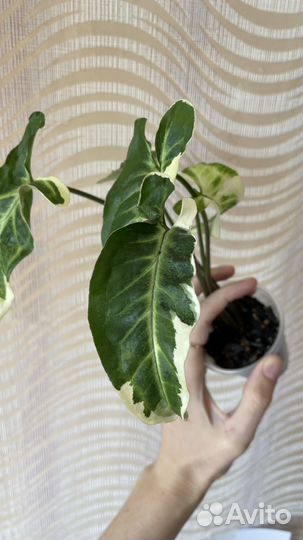 Сингониум т25