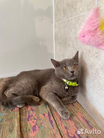 Британская чистопородная кошечка