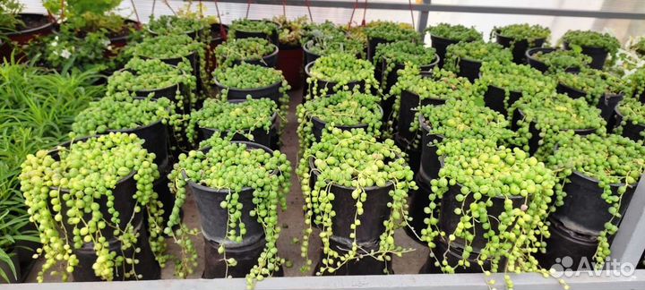 Крестовник роули