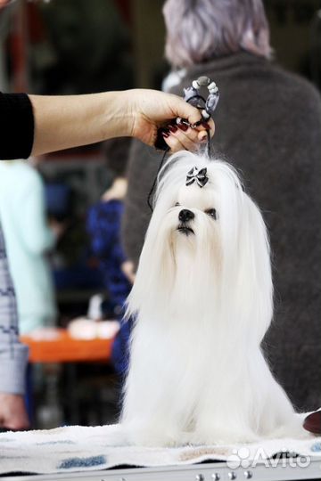 Мальчик мальтезе для вязки