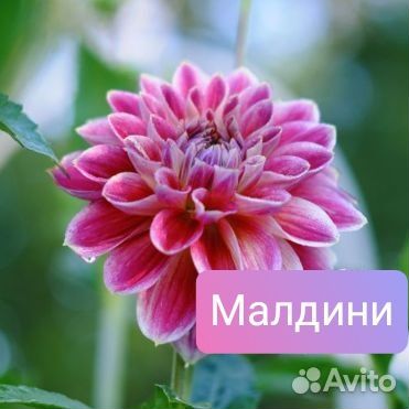 Георгины сортовые