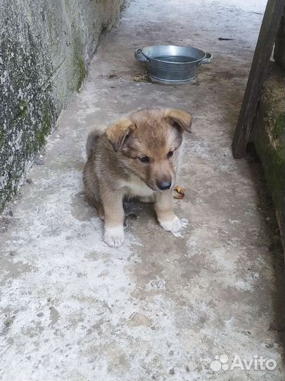 Щенки лайки