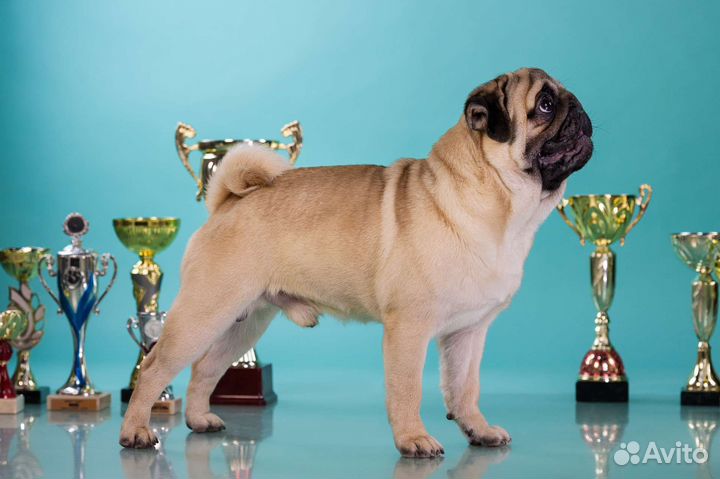 Вязка, мопс