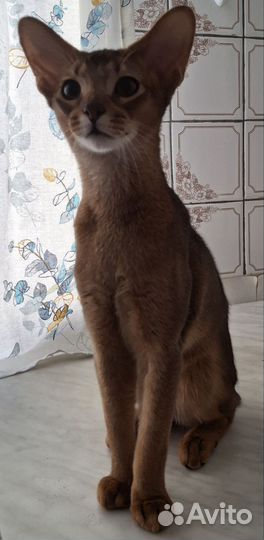 Абиссинские котята