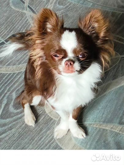 Чихуахуа вязка