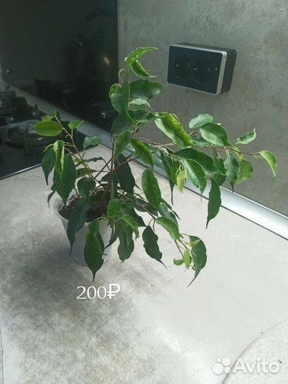 Фикус Бенджамина
