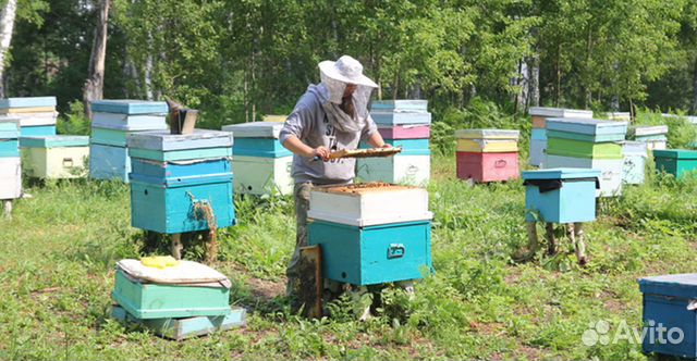 Пчелосемьи, пчелы с ульями, мед, пасека