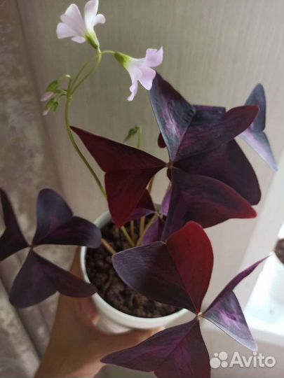 Кислица оксалис